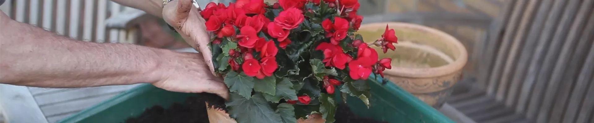 Blumenkübel - Bepflanzen mit Sommerblumen (thumbnail).jpg Blumenkübel - Bepflanzen mit Sommerblumen (thumbnail).jpg