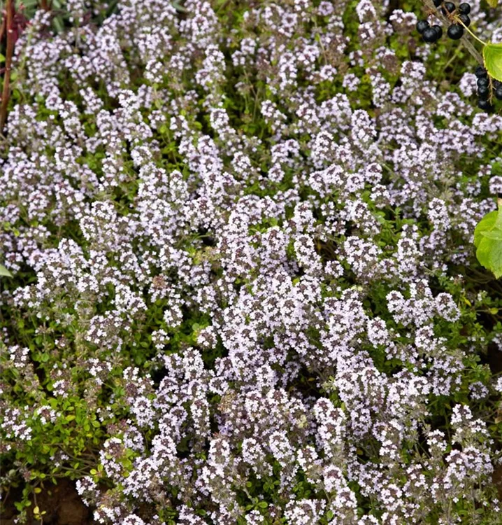 Garten-Thymian, rosa