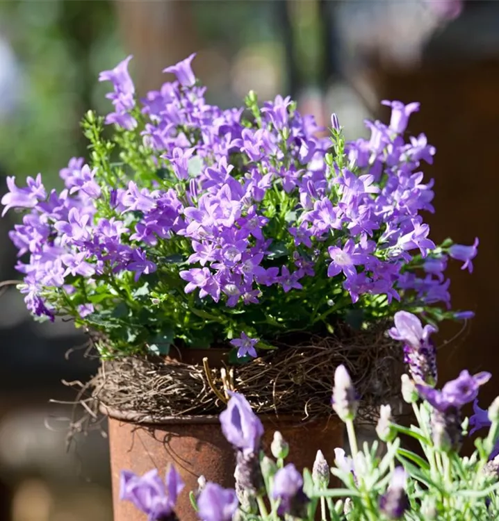 Dalmatiner Polster-Glockenblume