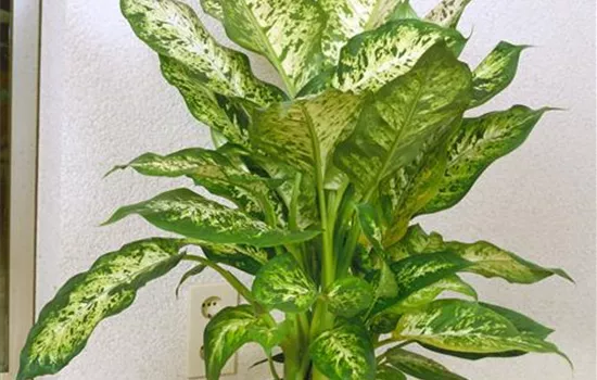 Dieffenbachia Dieffenbachia