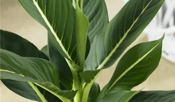 Zum Vergrößern klicken Bildvorschau