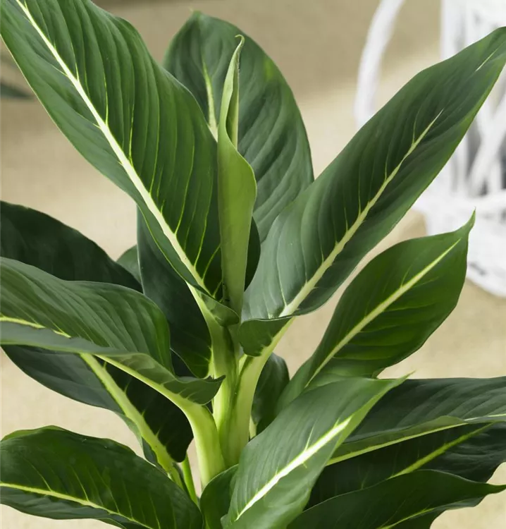 Dieffenbachie Dieffenbachie