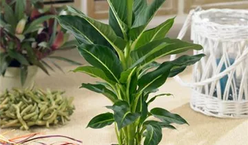 Zum Vergrößern klicken Bildvorschau