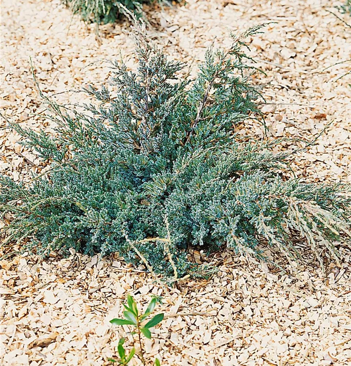 Zwergwacholder 'Holger'