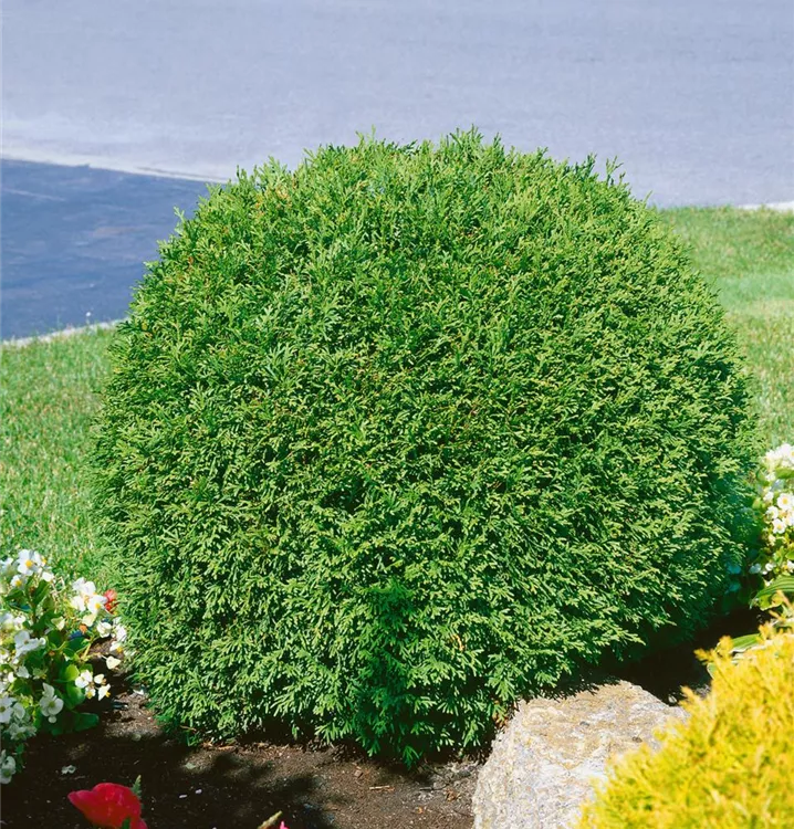 Lebensbaum 'Little Champion'