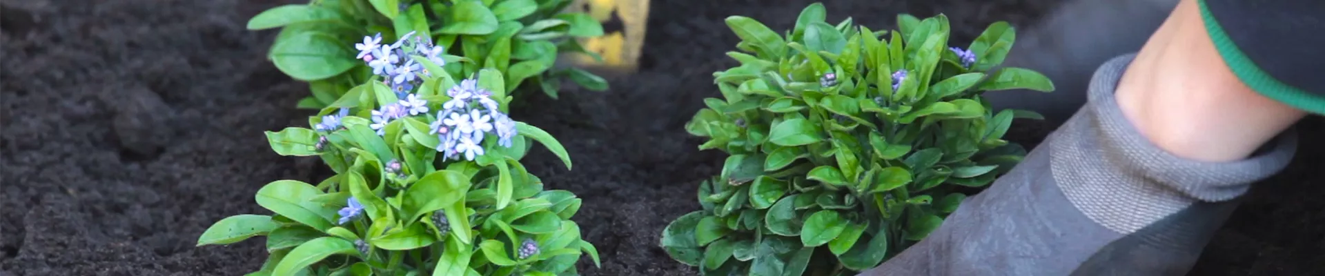 Vergissmeinnicht - Einpflanzen im Garten (thumbnail).jpg Vergissmeinnicht - Einpflanzen im Garten (thumbnail).jpg