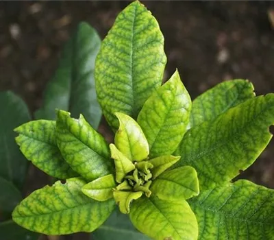 Eisenmangel-Chlorose an Rhododendron Eisenmangel-Chlorose an Rhododendron