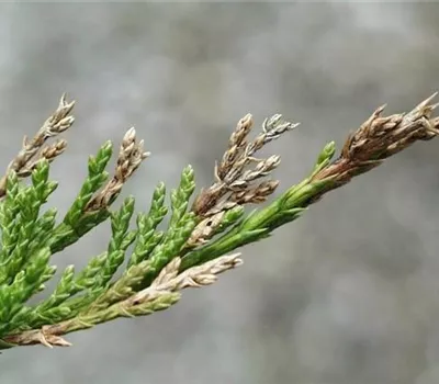 Miniermotte an Wacholder