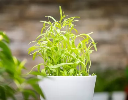 Frisches von der Fensterbank – Leckere Kräuter im Haus