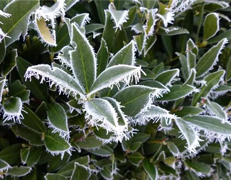 Pflanzenschutz im Winter - der Kälte den Kampf ansagen