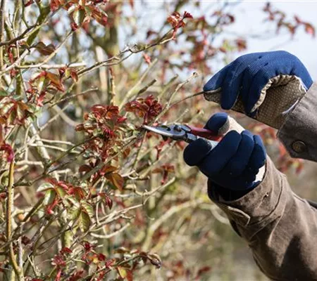 Rosen schneiden – am besten schon zu Beginn des Frühlings Rosen schneiden – am besten schon zu Beginn des Frühlings