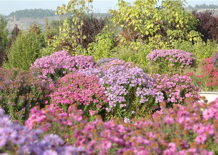 Mit schönen Beetpflanzen für neuen Glanz im Blumenbeet sorgen