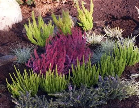 Ein Heidebeet anlegen Ein Heidebeet anlegen