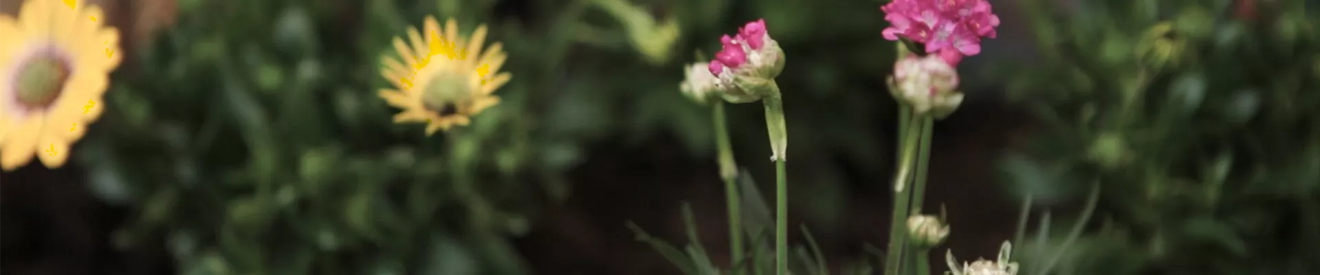 Strandgrasnelke - Einpflanzen im Garten (Thumbnail).jpg Strandgrasnelke - Einpflanzen im Garten (Thumbnail).jpg