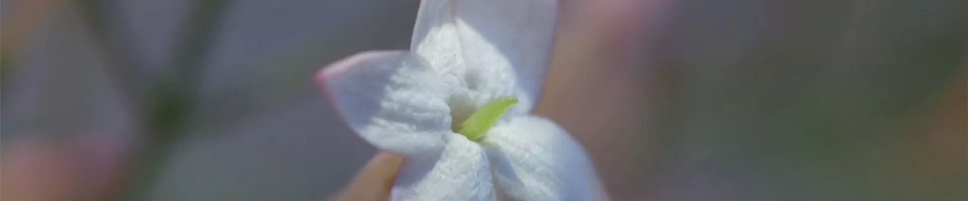 Zimmerjasmin - Einpflanzen in ein Gefäß (Thumbnail).jpg Zimmerjasmin - Einpflanzen in ein Gefäß (Thumbnail).jpg