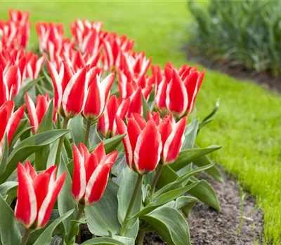 So bekommen Sie einen englischen Rasen So bekommen Sie einen englischen Rasen