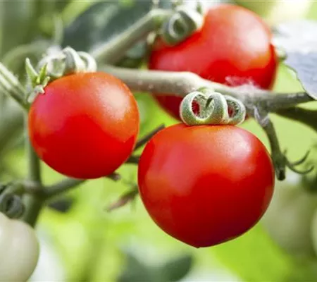 Alte Tomatensorten gibt es auch fürs Freiland Alte Tomatensorten gibt es auch fürs Freiland