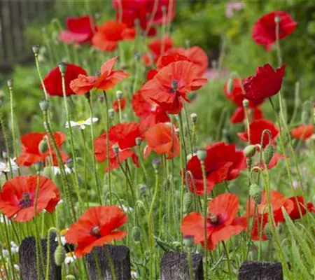 Der Klatschmohn – vom Acker in den Garten Der Klatschmohn – vom Acker in den Garten