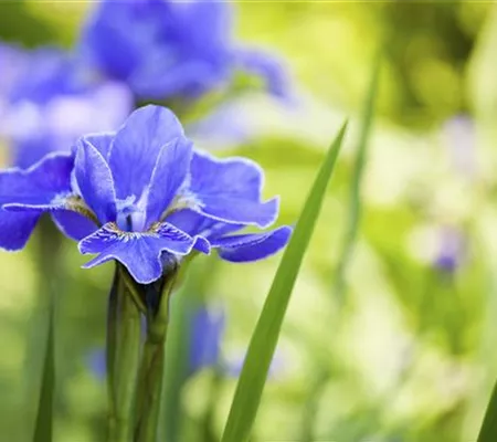 Die Iris – eine Pflanzen-Schönheit mit vielen Gesichtern Die Iris – eine Pflanzen-Schönheit mit vielen Gesichtern
