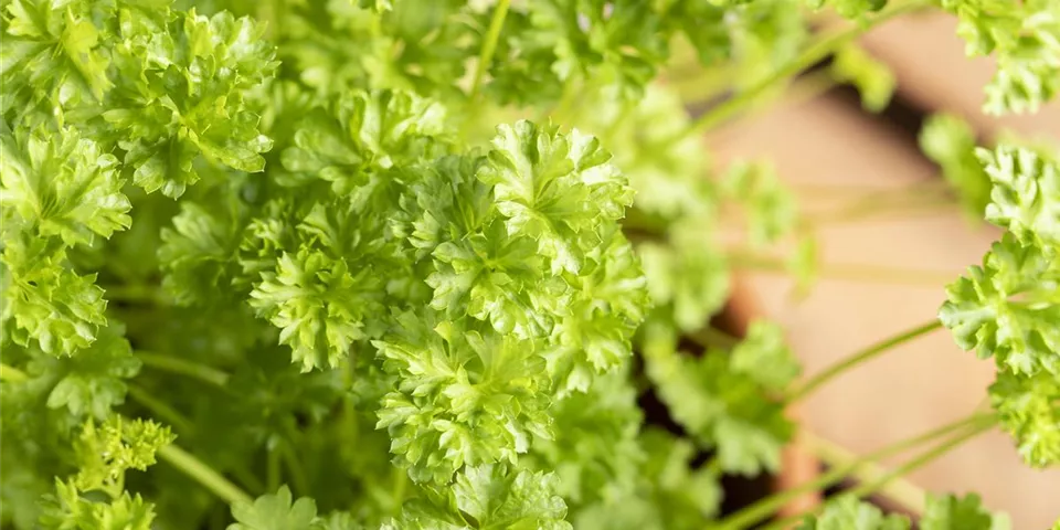 Petroselinum crispum Petroselinum crispum
