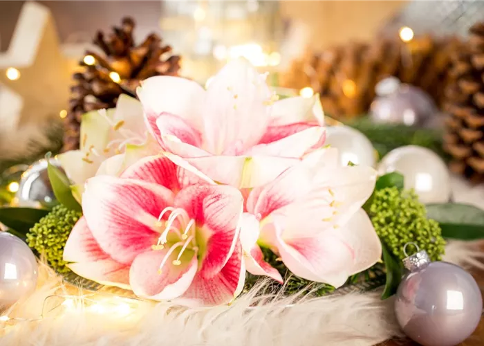 Amaryllis – weihnachtlicher Blütentraum Amaryllis – weihnachtlicher Blütentraum