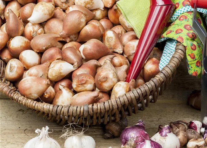 Blumenzwiebeln pflanzen im Garten Blumenzwiebeln pflanzen im Garten