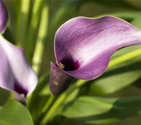 Frostempfindliche Schönheit: Calla überwintern Frostempfindliche Schönheit: Calla überwintern