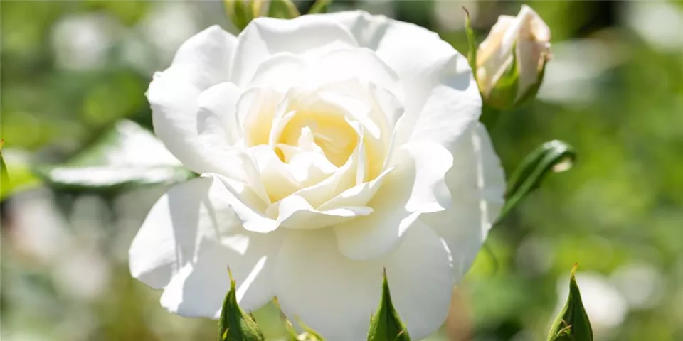 Edelrose mit weißer Blüte Edelrose mit weißer Blüte