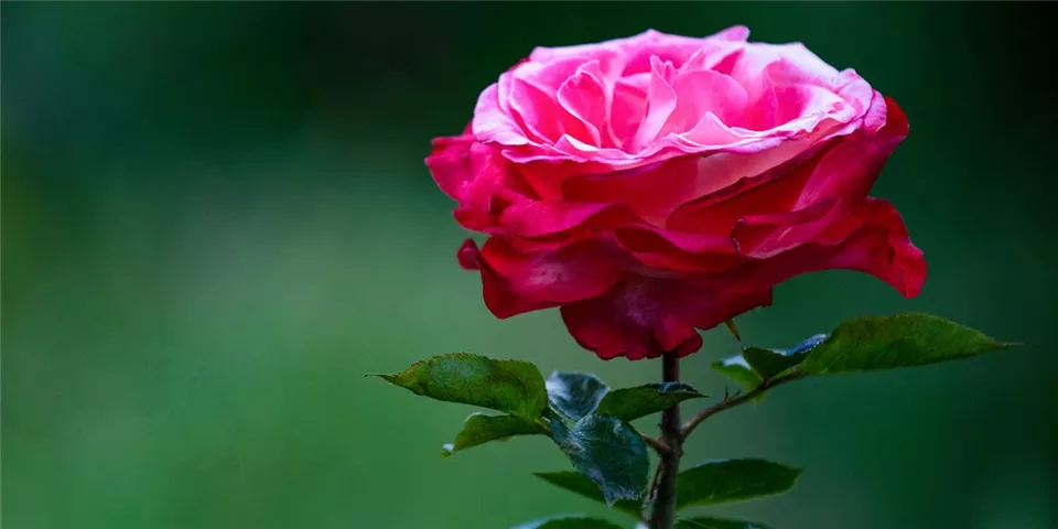 Edelrose zweifarbig im Garten Edelrose zweifarbig im Garten