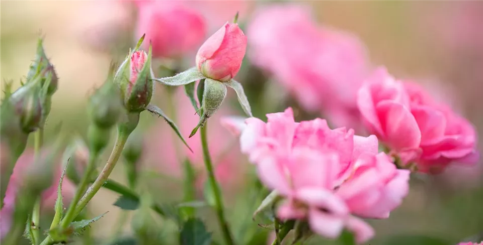 Kleinstrauchrose rosa im Garten Kleinstrauchrose rosa im Garten