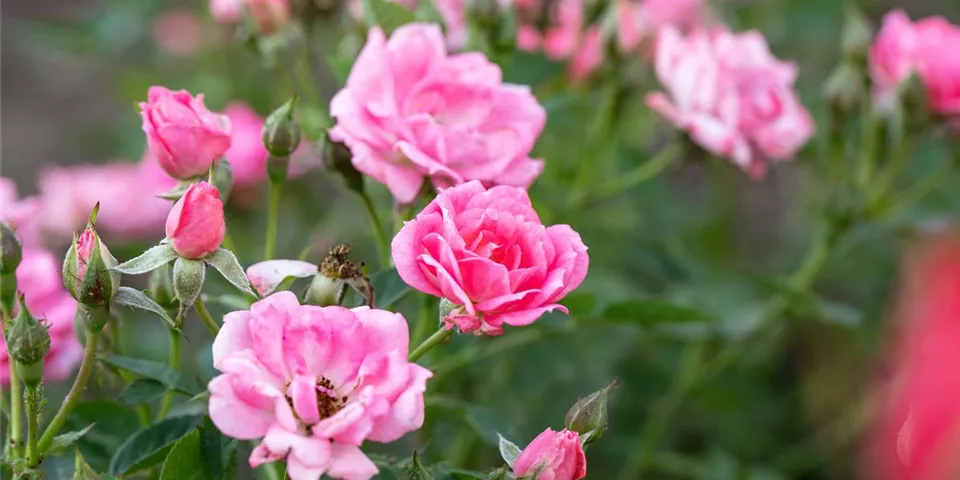 Kleinstrauchrosen mit rosa Blüten im Beet Kleinstrauchrosen mit rosa Blüten im Beet