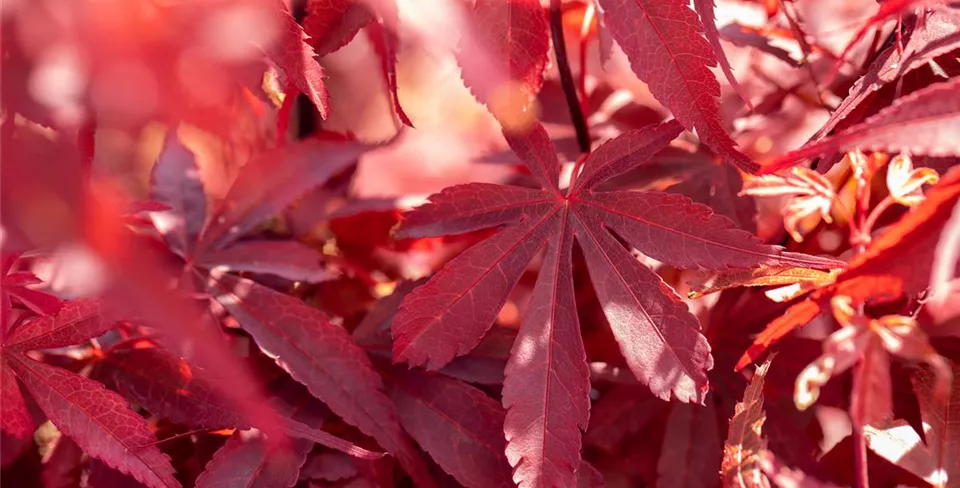 Acer palmatum 'Skeeter´s Broom' Acer palmatum 'Skeeter´s Broom'
