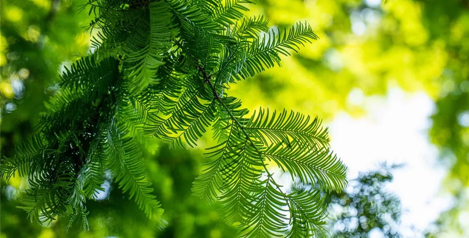 Metasequoia glyptostroboides Metasequoia glyptostroboides