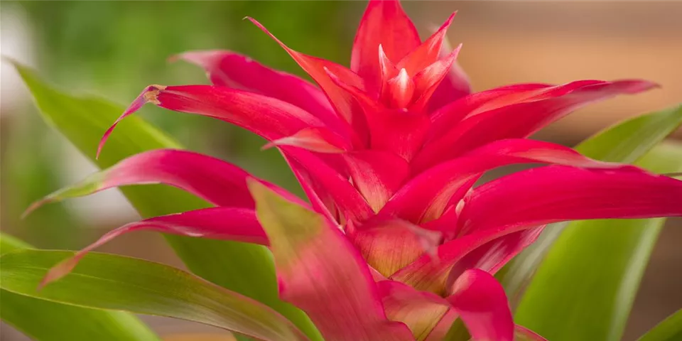 Guzmania, rot Guzmania, rot