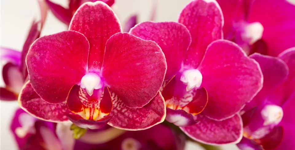 Phalaenopsis multiflora 'Yusah Swift' Phalaenopsis multiflora 'Yusah Swift'