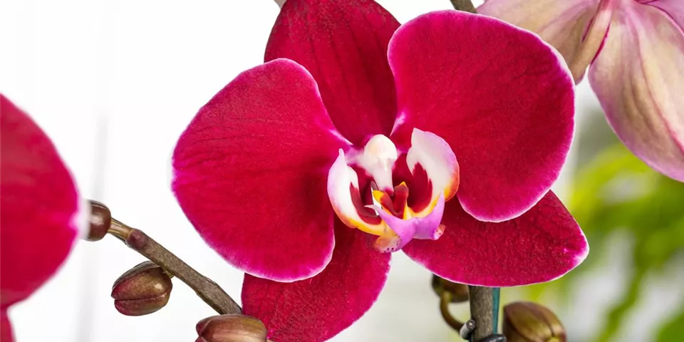 Phalaenopsis 'Debora' Phalaenopsis 'Debora'