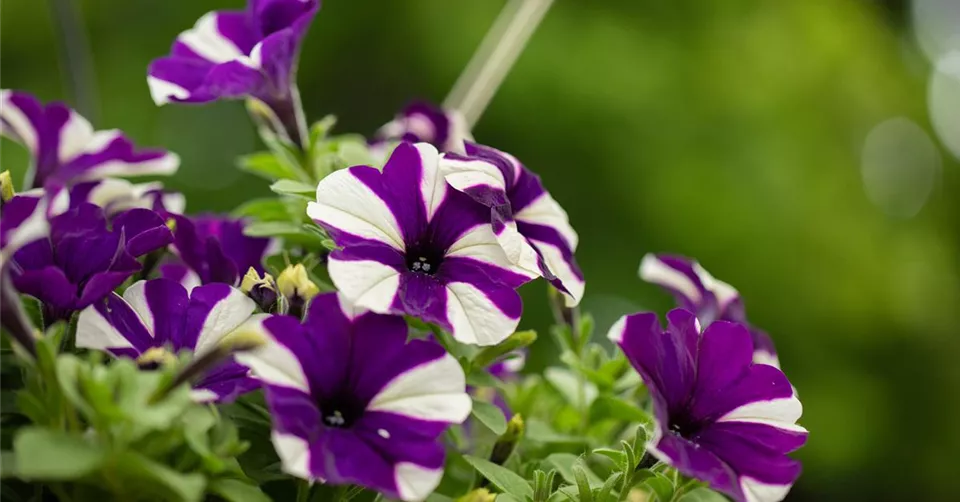 Petunia 'Surprise Bavaria' Petunia 'Surprise Bavaria'