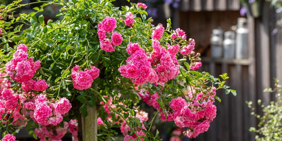 Rosenstamm Rosenstamm