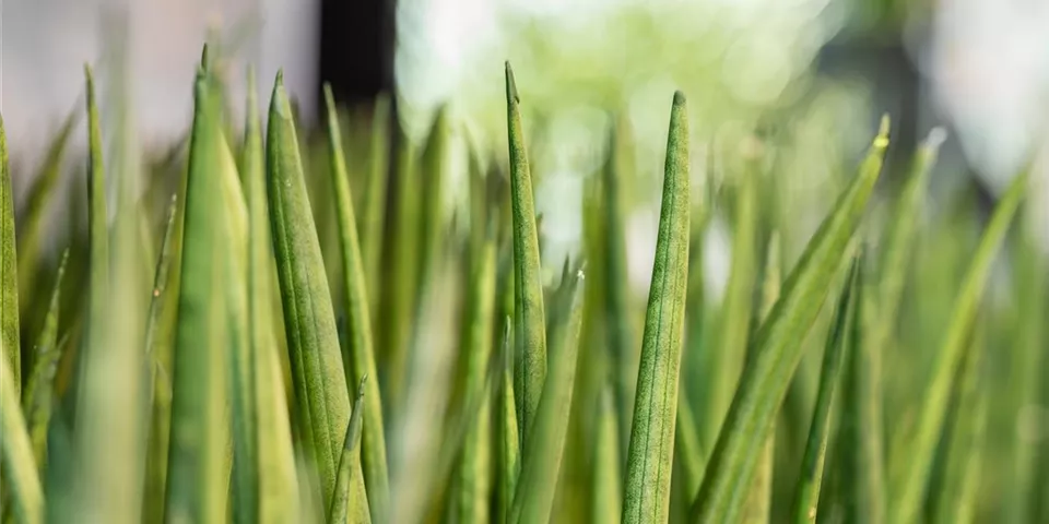 Sansevieria cylindrica Sansevieria cylindrica