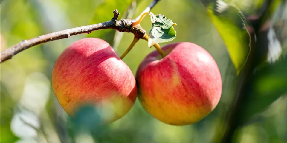 Malus domestica 'Holsteiner Cox' Malus domestica 'Holsteiner Cox'