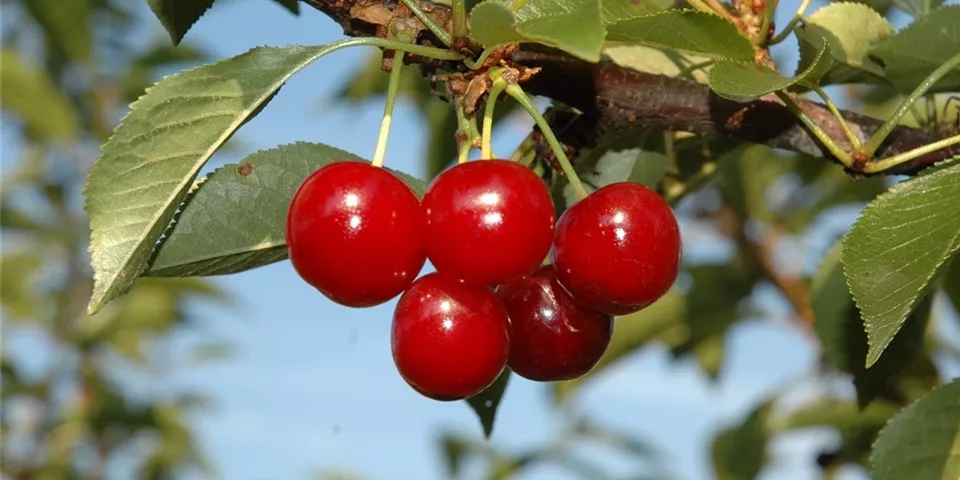 Prunus cerasus 'Vowi'(s) Prunus cerasus 'Vowi'(s)