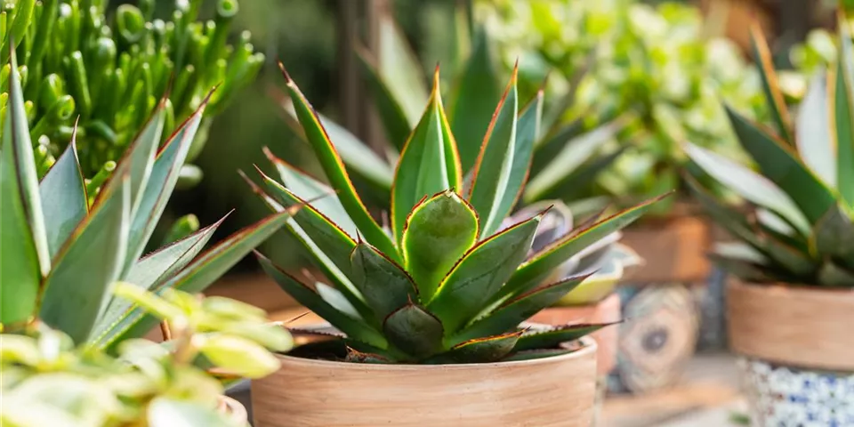 Agave lophantha 'Shaka Zulu' Agave lophantha 'Shaka Zulu'