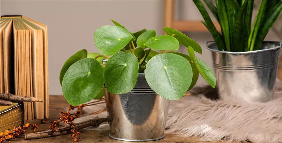 Pilea peperomioides Pilea peperomioides
