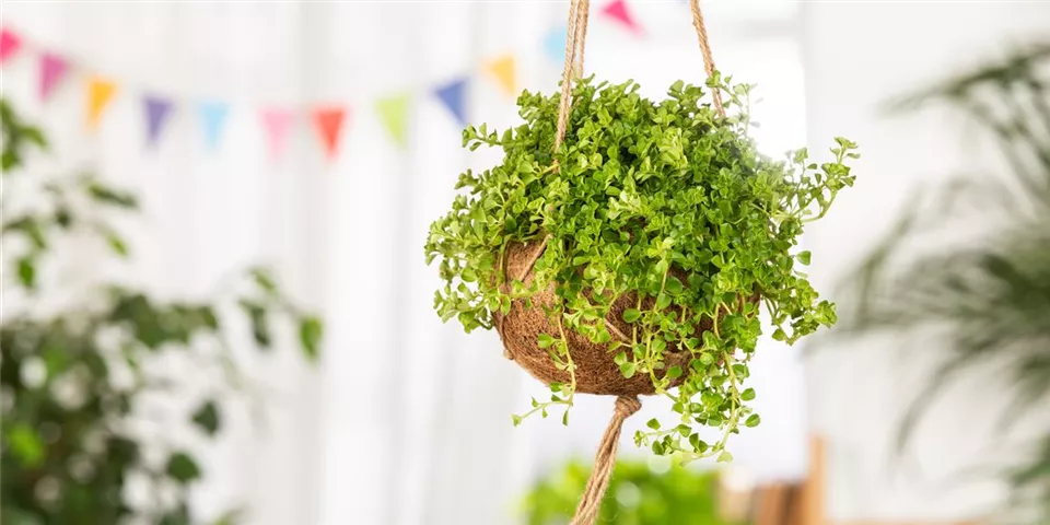 Pilea depressa Pilea depressa