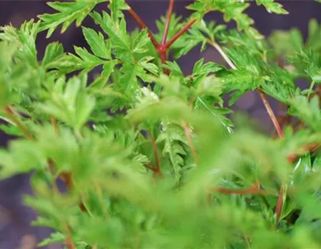 Geißbart - Einpflanzen im Garten Geißbart - Einpflanzen im Garten