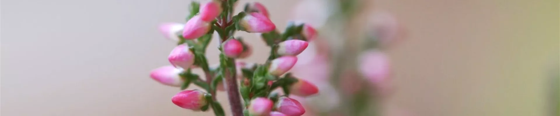 Winterharte Knospenheide - Eipflanzen im Garten (Thumbnail).jpg Winterharte Knospenheide - Eipflanzen im Garten (Thumbnail).jpg