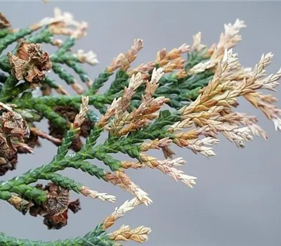 Triebsterben bei Thuja