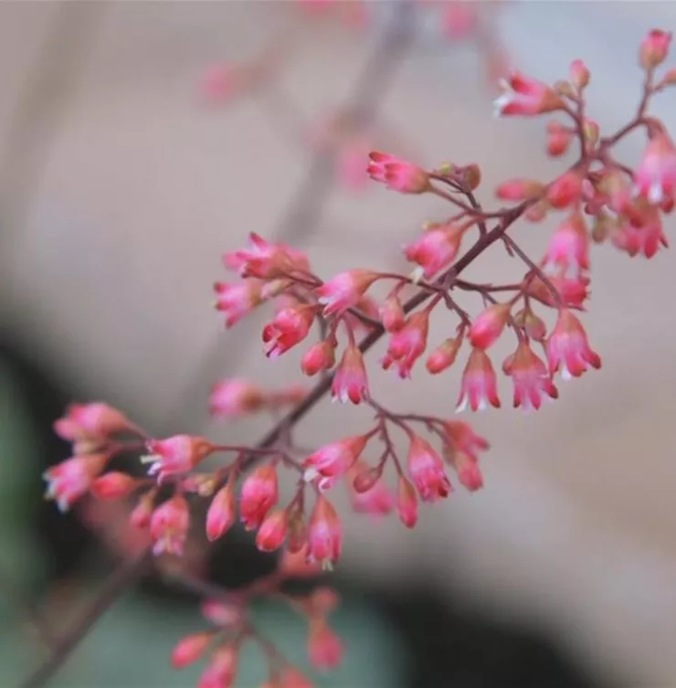 Echtes Purpurglöckchen (Heuchera)- Einpflanzen im Garten Echtes Purpurglöckchen (Heuchera)- Einpflanzen im Garten