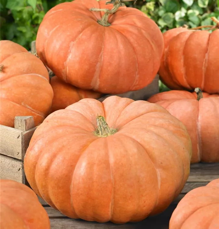 Speisekürbis 'Garbo'