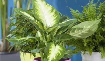 Zum Vergrößern klicken Bildvorschau